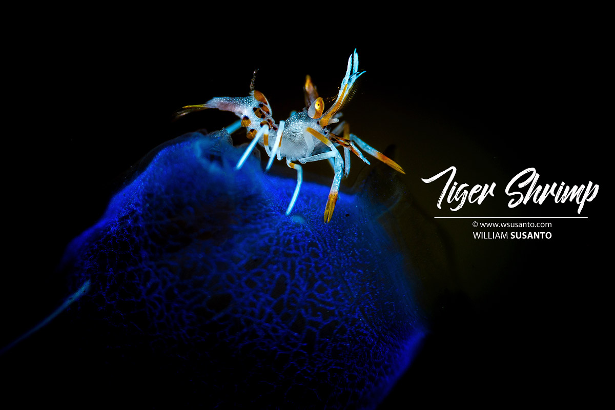 Tiger Shrimp
